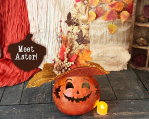 A fall pumpkin made from a dried gourd wearing a fancy custom made witch hat. Her name is Aster.